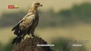 Tawny eagle on a termite mound cu