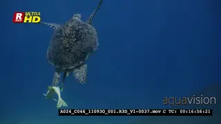 A Tracking shot of a Green Sea Tutle, Chelonia mydas floating up to the surface to…
