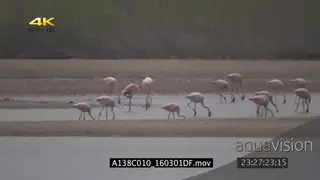 A flock of lesser flamingos in the ocean searching for food HEAT HAZE