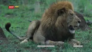 Male lion lying down scratches face with paw