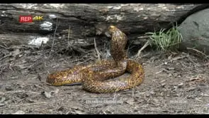 Cape Cobra hunting in the Woodlands