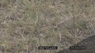 Mozambique Spitting Cobra crawling through grass LS ZI MS PAN