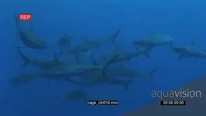 Grey Reef Sharks swimming underwater in ocean fighting for bait and biting it LWS HAND