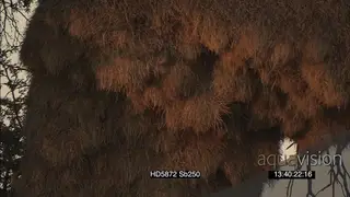 Sociable weavers flying around in out of nest chambers