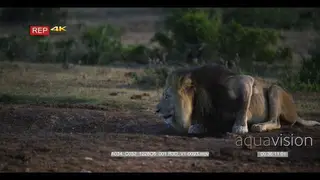Black maned male lion drinking water alert