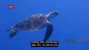 Hawksbill sea turtle on Mbwangawa coral reef