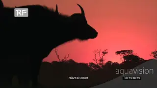 Cape Buffalo herd grazing in red African sky Sunset