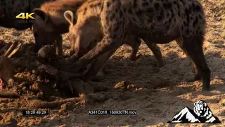 Hyena and Vultures feeding off buffalo carcass.