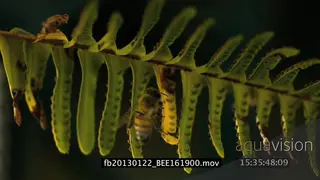 African honey bees on plant SLOW CU FOCUS PULL PHANTOM