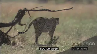Cheetah walking around hunting MWS