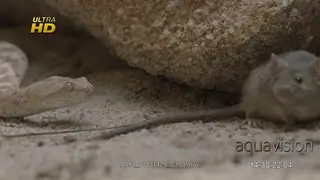 Painted saw scaled viper follow a mouse that is near its surrounding and the mouse.