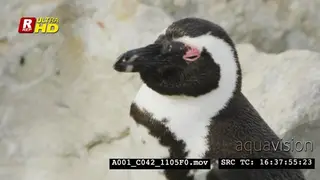 African Penguins standing, looking around and preening with its beak.
