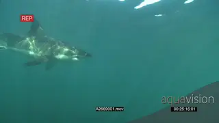 Great White Shark gently swimming underwater in ocean passing by the camera HAND