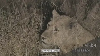Wounded African lioness calling laying in tall dry grass at night