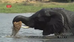 Young bull playing with some vegetation while swimming in a river in the Okavango Delta
