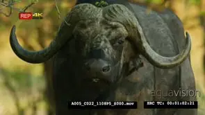 Close front view shot of buffalo's face looking into camera with oxpecker on the ear