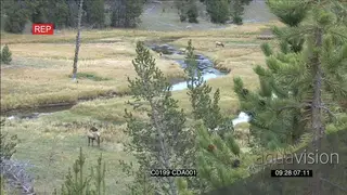 A herd of Elk Deer standing, walking, grazing and drinking water GENERAL BEHAVIOUR
