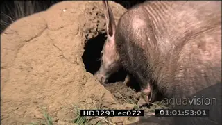 Aardvark eating termites NIGHT MCU CU XCU ZI ZO