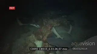 Whitetip Reef Sharks hunting at NIGHT