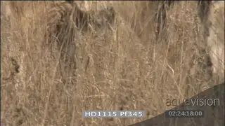 African lioness with injured tail walking through bushes looks sick