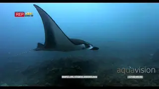 Tracking shot of a reef manta ray, Manta alfredi gliding past camera and rolling up its.