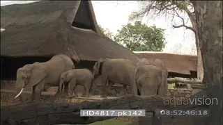African elephant herd walking into frame from right climb down stoep into courtyard.