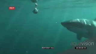 Great white shark swimming underwater coming out of the blue and passing camera in ocean.