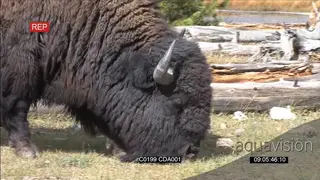 American Bison walking , standing and grazing GENERAL BEHAVIOUR