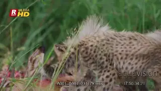 Two Cheetah Cubs standing, walking around and feeding on the carcass.