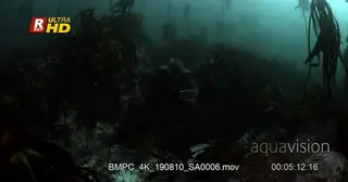 Close tracking shot of a broadnose sevengill shark.