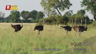 Flock of female and male Ostriches walking and looking around.