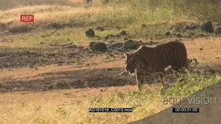 Bengal tiger patrolling territory, hunting PROFILE PAN AmCam
