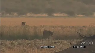 African Lions hunting stalking through grass alerted Gemsbok running away