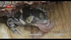 Tiger Salamander laying down on wood moving and biting on a worm HA MS