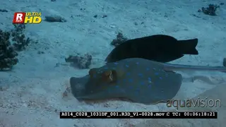 A Close Up of a Bluespotted Ribbontail Ray, Taeniura lymna hunting in sea sand.