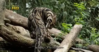 Clouded Leopard walking on top of a tree branch and grooming itself.