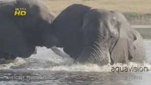 Two adult African Elephant bulls at the Okavango delta attack, dominance display.