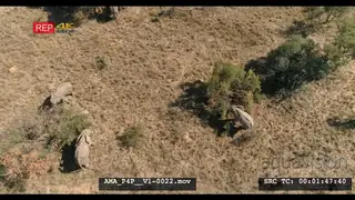Aerial Drone African elephant herd and calve feeding off bushes