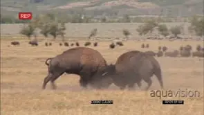 American bison fight bulls fighting intense fight