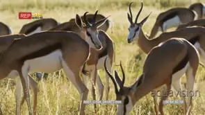 Close up shot of springbok herd grazing