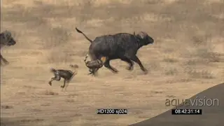 African Wild pack hunt chase stalk attack Cape buffalo herd sticking together defensive.