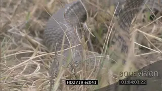 Mozambique Spitting Cobra laying on grass looking around MCU MS ZI ZO TU