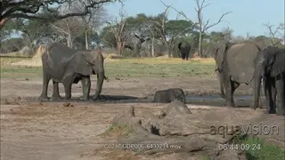 African Elephant Calf Stuck in the mud, mother rescue it out with the Elephant bulls.