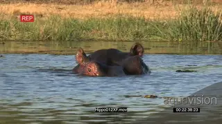 Bull hippo emerging from water and advancing threateningly towards camera MS PAN