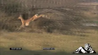 Zebra grazing, Impala ram running stotting away into bush