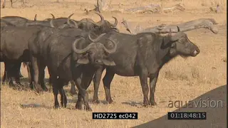 Herd of Cape buffalos standing MS ZI CU