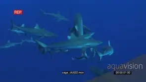 School of Grey Reef Sharks swimming around bait underwater in ocean and bumping it MWS.