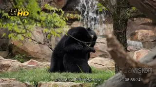 Dominance display of two adult Black bears fighting.
