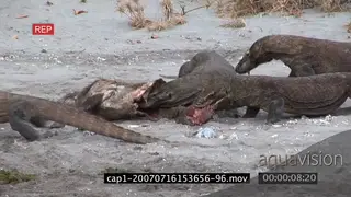 Komodo Dragons moving walking and feeding on a kill on riverbank MLS MWS ZI ZO PAN HAND
