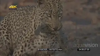 Young leopard hunting searching dry riverbed catch feed on fish covered in mud Hippo.